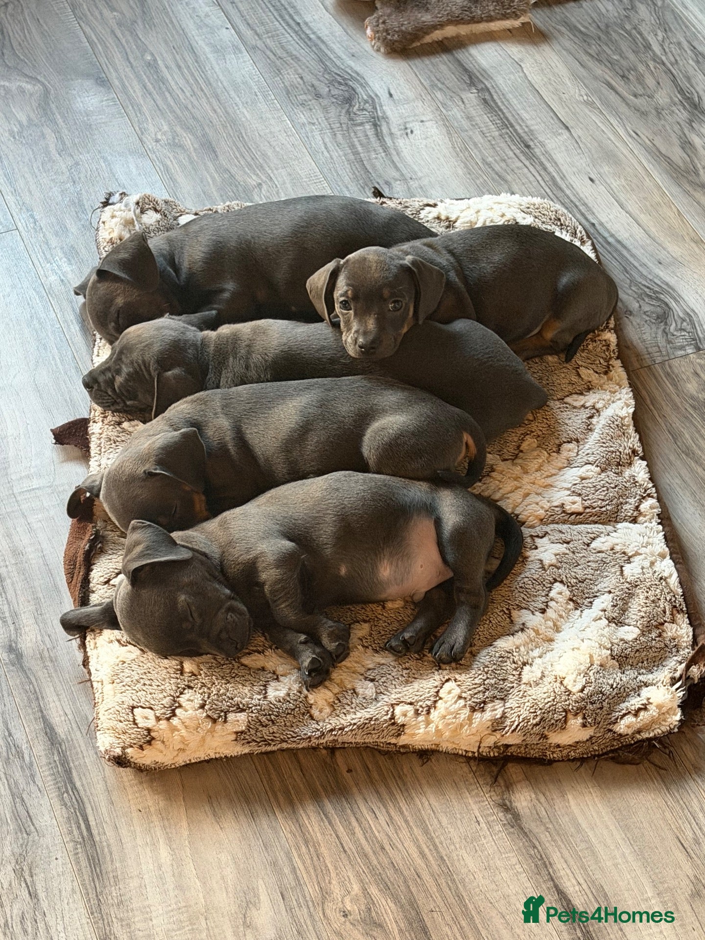 Mixed Breed dogs French Bulldog x Miniature Dachshund Puppies - Advert 2