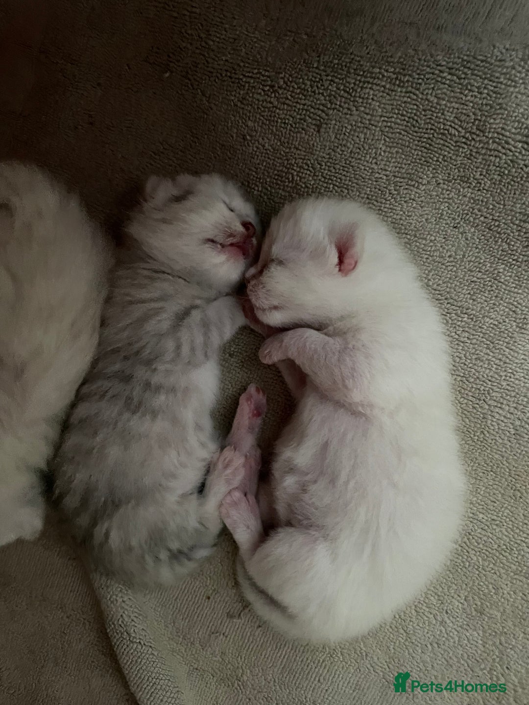 British Shorthair cats for sale: 4 Beautiful British short hair & Ragdoll kittens - Image 9