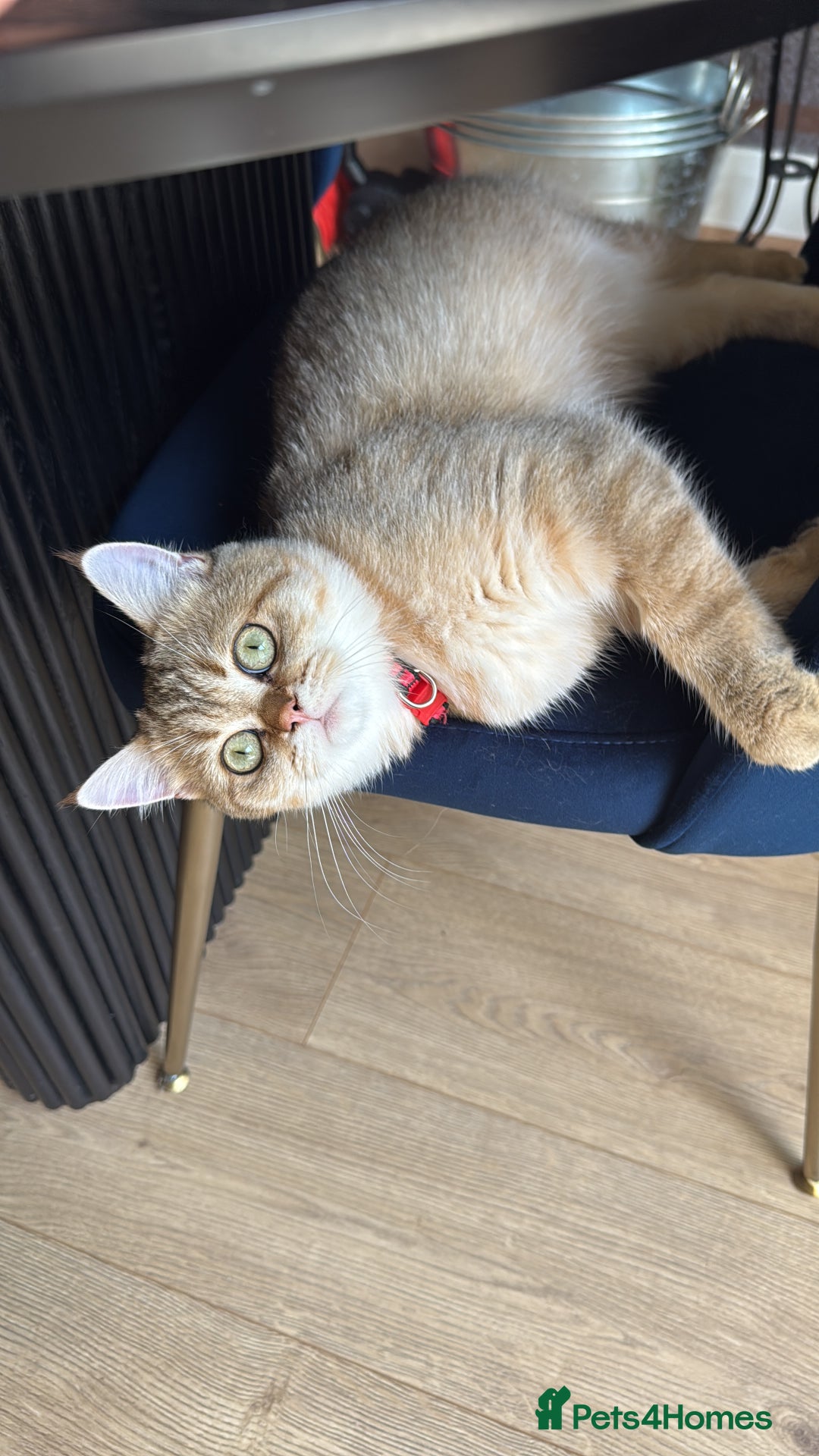 British Shorthair cats for sale: Beloved Simba needs a new home  - Image 4