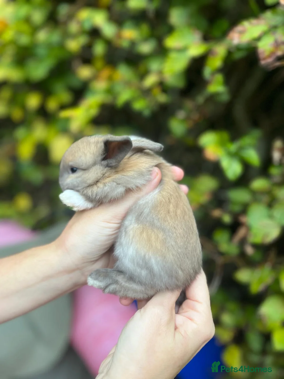 Mini Lop rabbits for sale: Mini Lop Baby Bunnies  - Advert 4