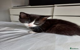 Mixed Breed cats for sale: Beautiful kittens - Image 13