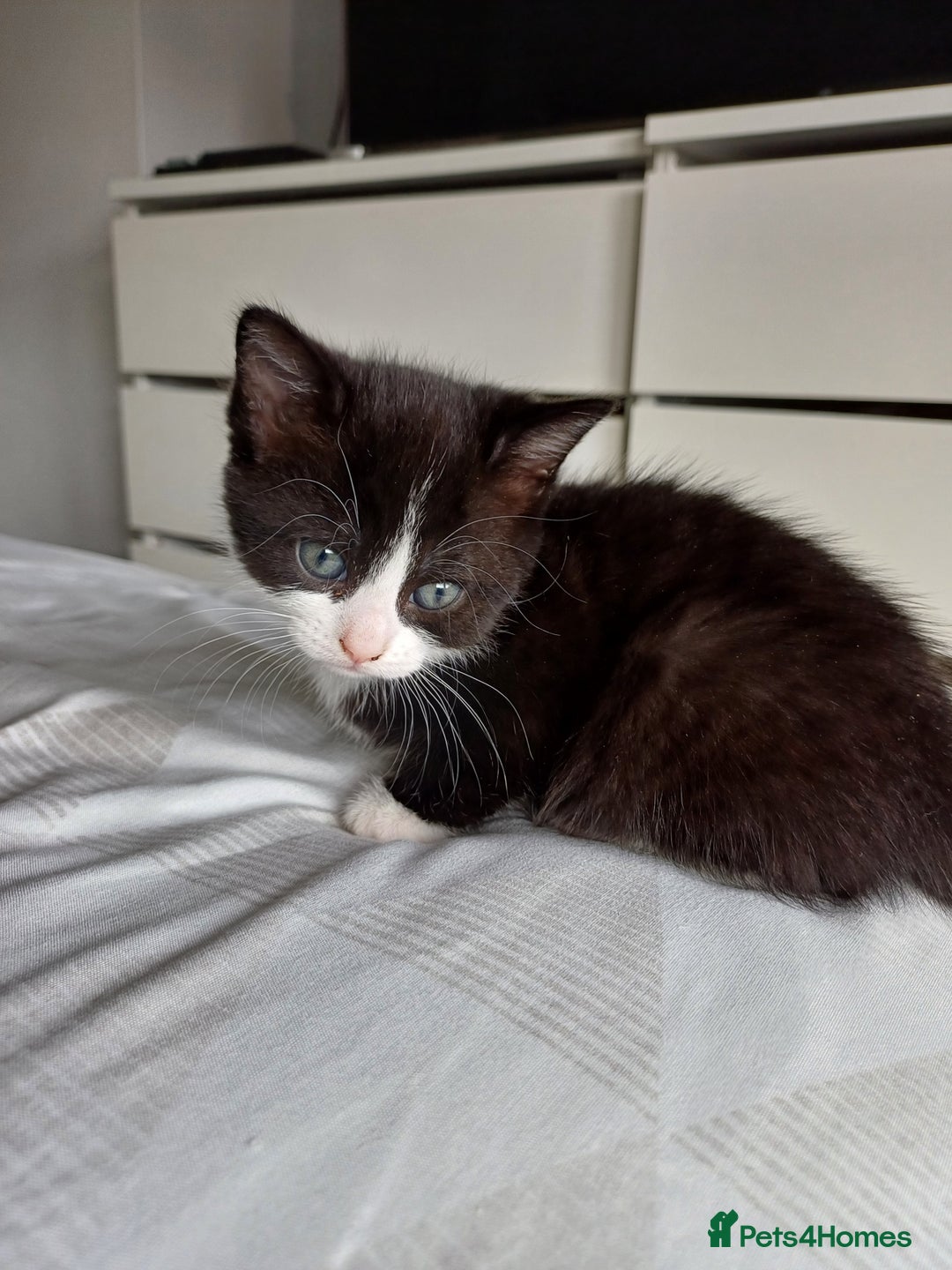 Mixed Breed cats for sale: Beautiful kittens - Image 13