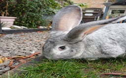 Continental Giant rabbits for sale: Gorgeous Bunny  - Image 3
