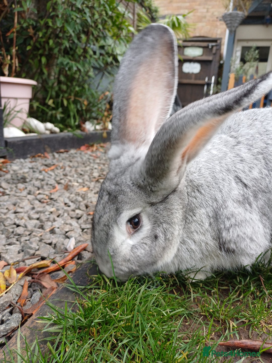 Continental Giant rabbits for sale: Gorgeous Bunny  - Image 3