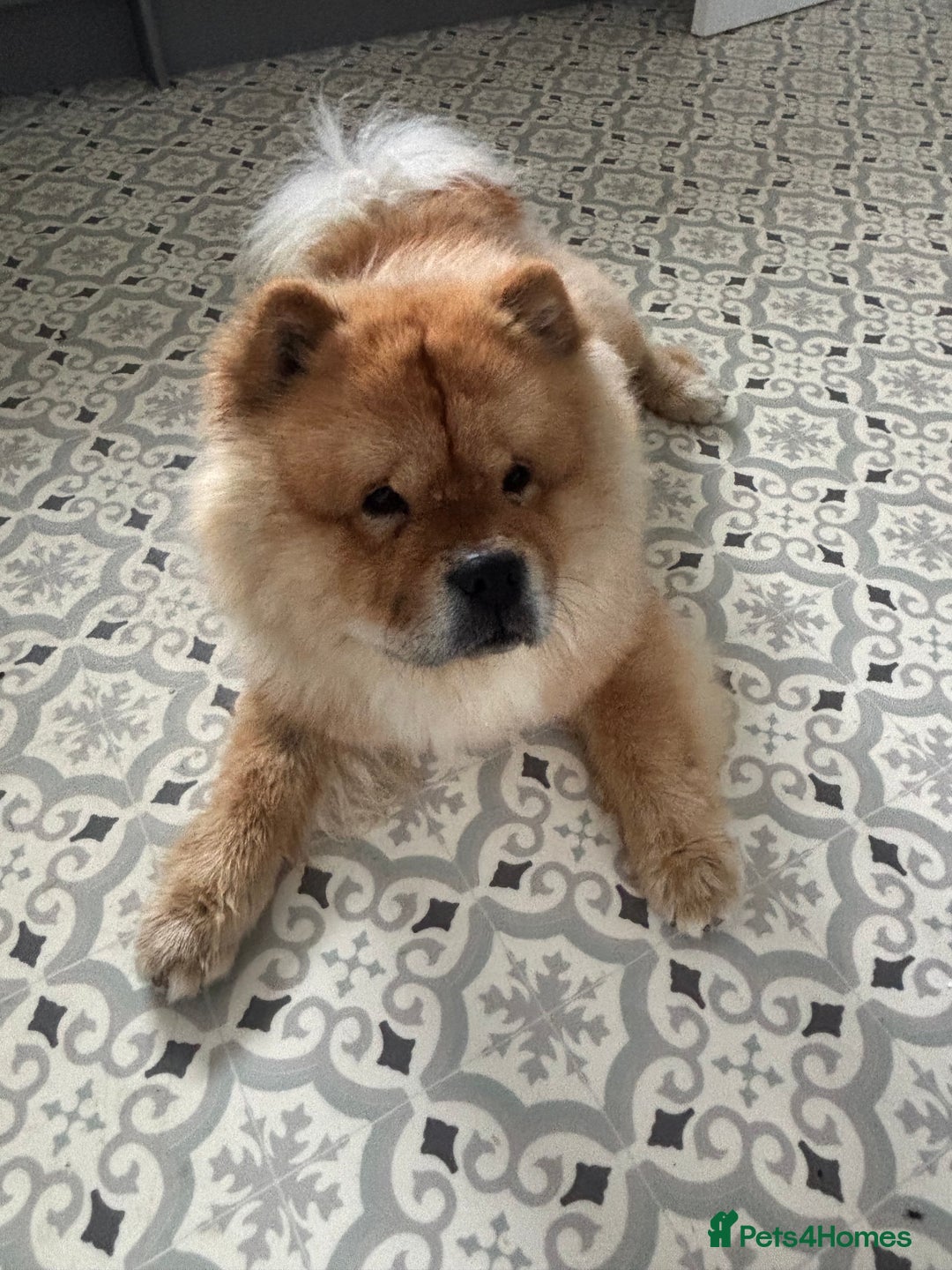 Chow Chow dogs for stud: KC Fawn Chow Chow for stud near Durham  - Advert 6