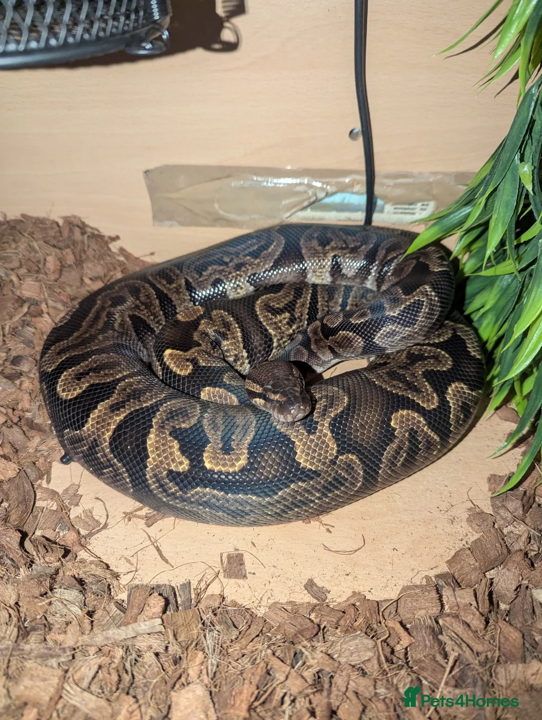 Python Snake reptiles for sale: GHI royal python  in Arbroath - Advert 1