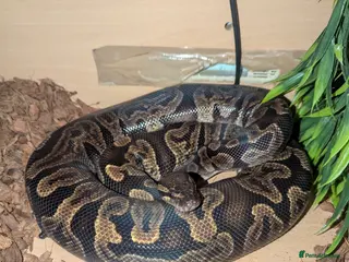Python Snake reptiles GHI royal python - Advert 4