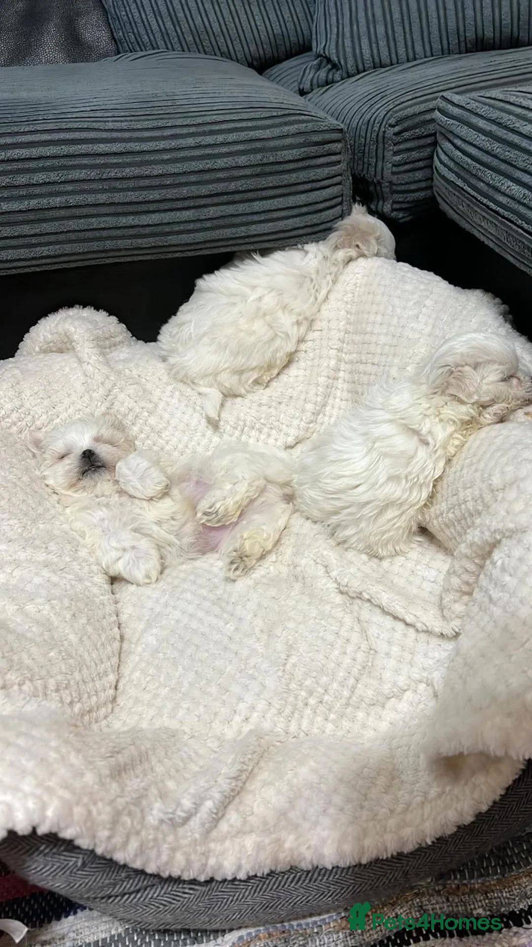 Maltese dogs for sale: Korean Maltese  - Advert 2