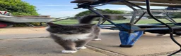 Mixed Breed cats for sale: Beautiful Maine Coon Cross Kittens - Advert 2