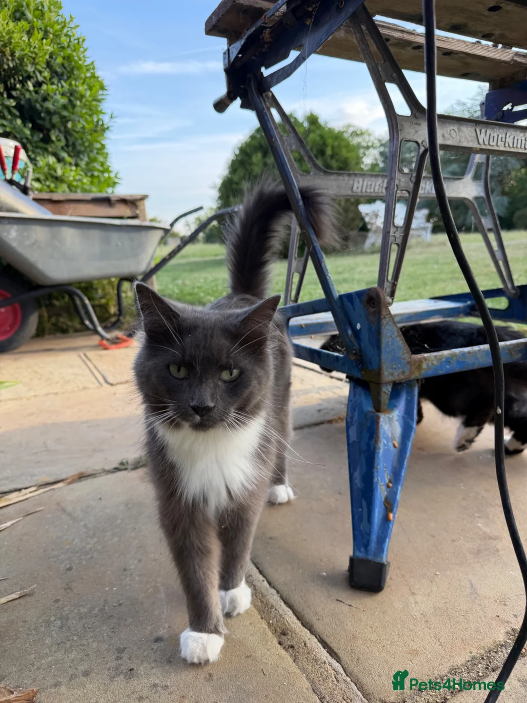Mixed Breed cats for sale: Beautiful Maine Coon Cross Kittens - Advert 2
