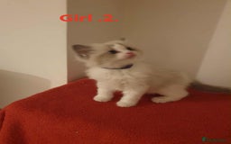 Ragdoll cats for sale: Ragdoll kittens  - Image 18