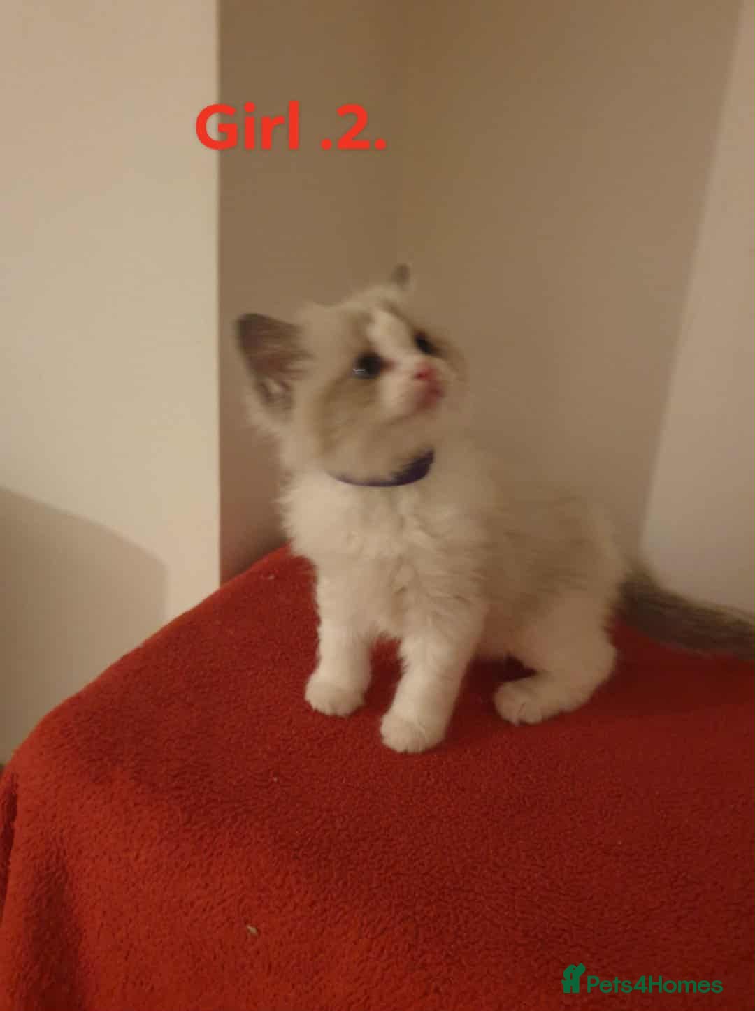 Ragdoll cats for sale: Ragdoll kittens  - Image 18