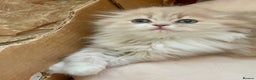 British Longhair cats for sale: beautiful lovely british long hair boy kitten - Advert 3