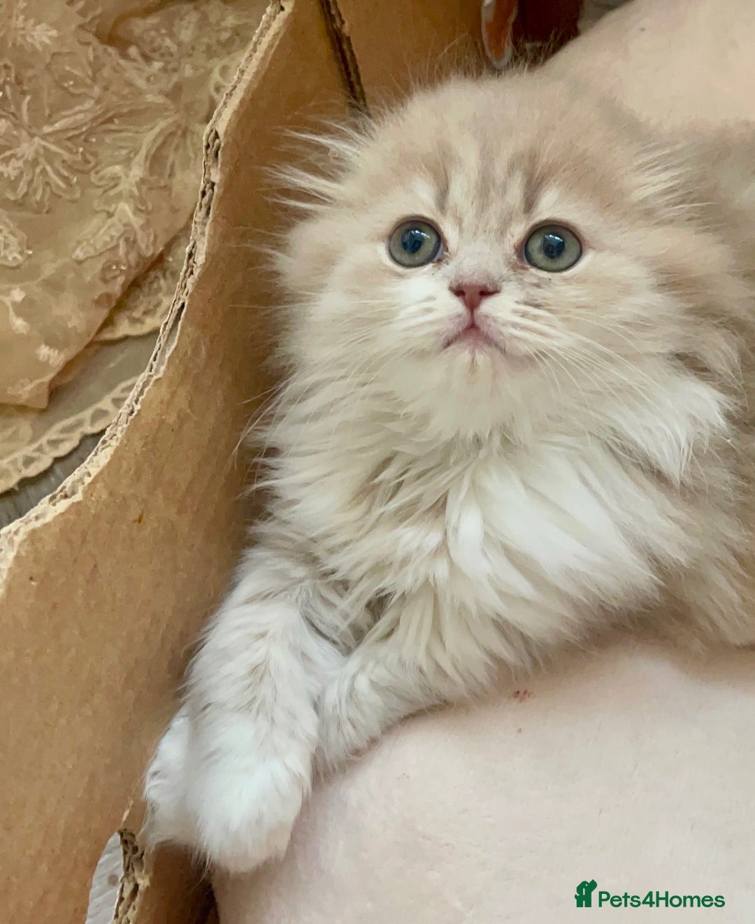British Longhair cats for sale: beautiful lovely british long hair boy kitten - Advert 3