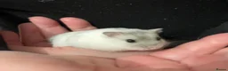 Hamster rodents for sale: Baby Winter White Russian hamsters (pure bred). - Advert 7