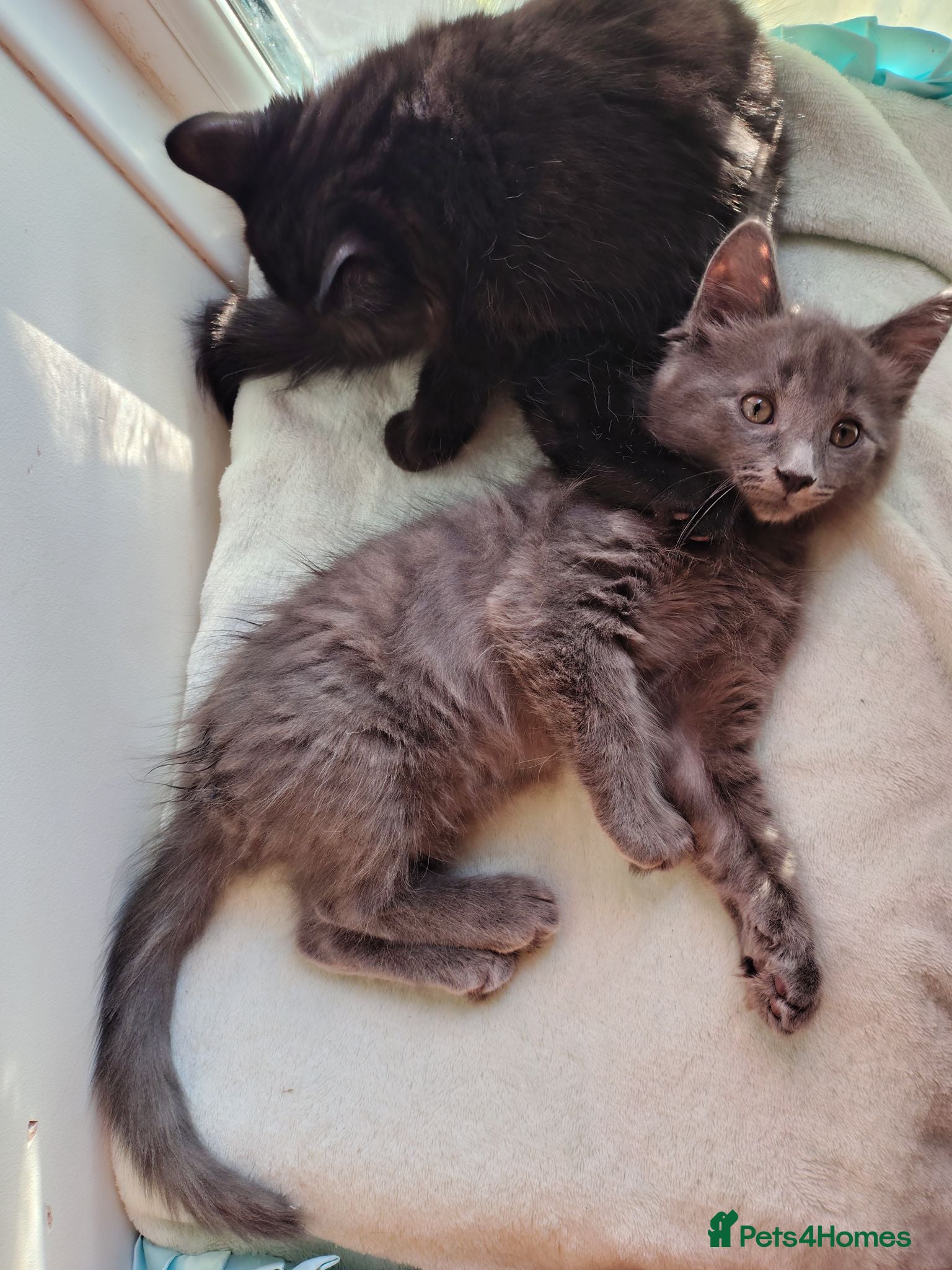 Mixed Breed cats 4 Fluffy domestic x ragdoll mix kittens - Advert 1