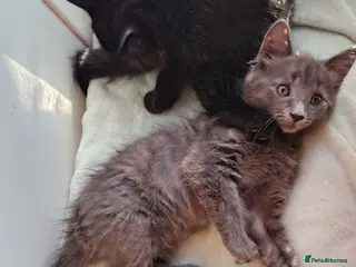 Mixed Breed cats 4 Fluffy domestic x ragdoll mix kittens - Advert 1