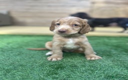 Cocker Spaniel dogs for sale: Beautiful Family-Raised Cockers – Aug 11 Ready - Image 5