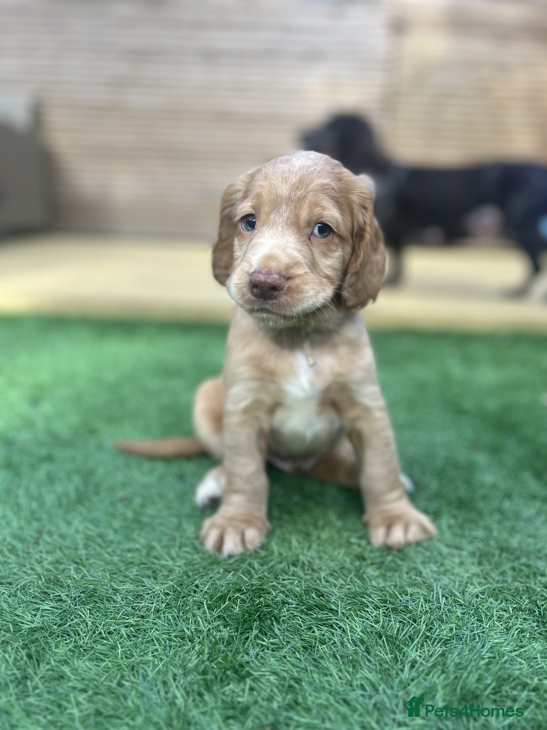 Cocker Spaniel dogs for sale: Beautiful Family-Raised Cockers – Aug 11 Ready - Image 5