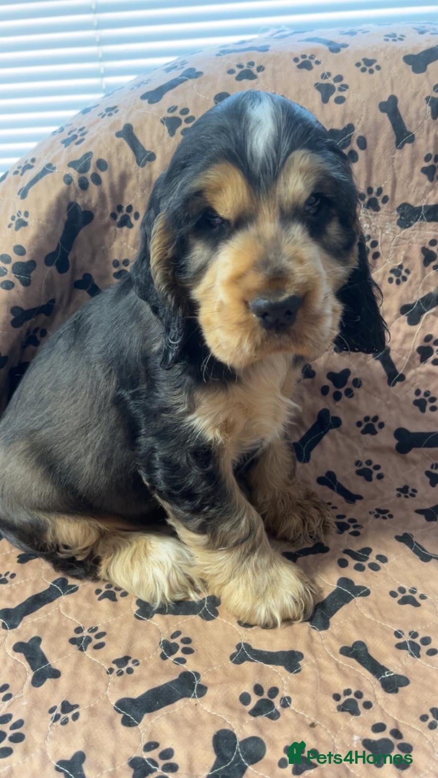 Cocker Spaniel dogs Champion Bloodlines KC Reg Show Cocker Spaniel Boy - Advert 3