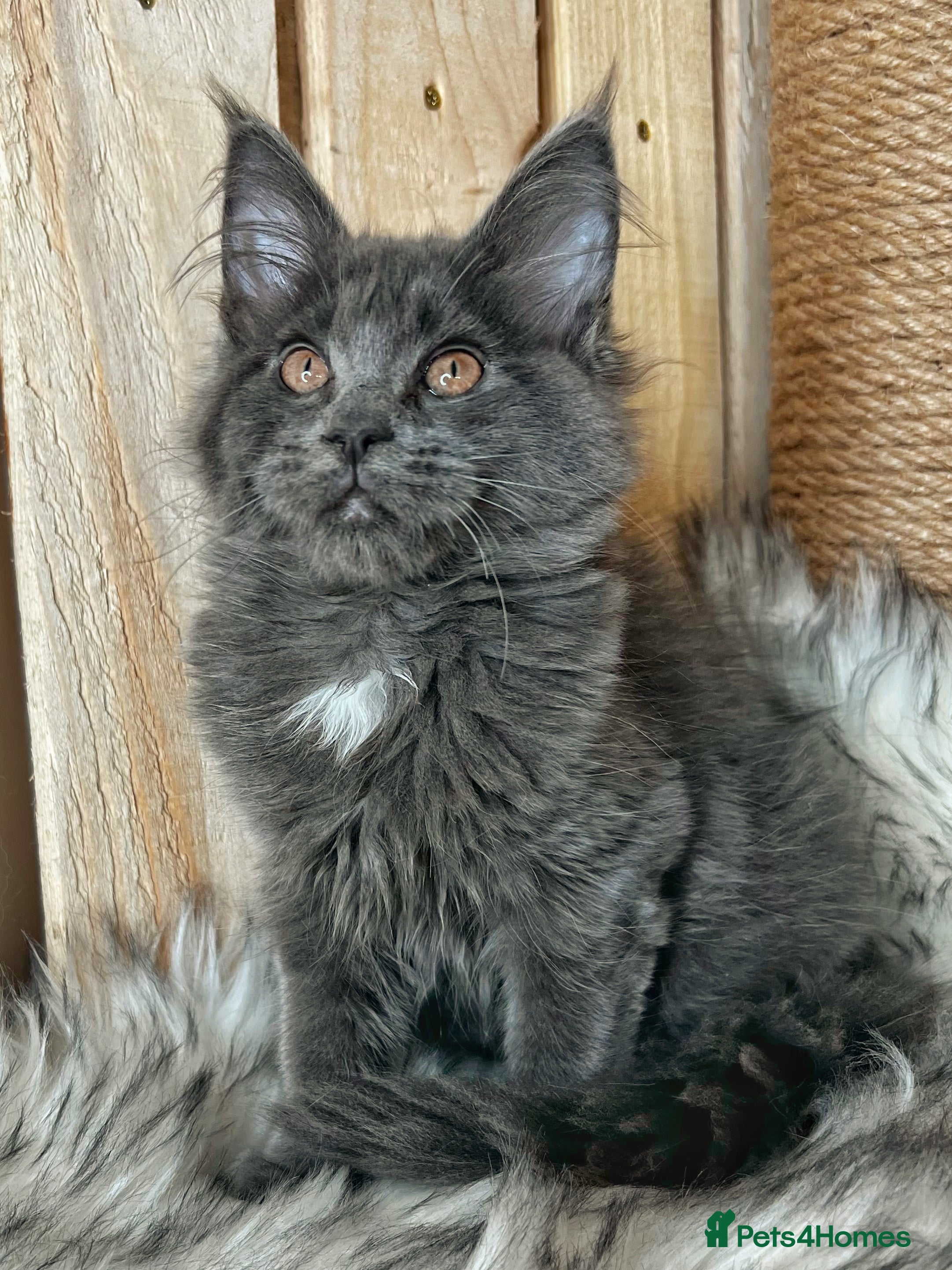 Maine Coon cats Maine coon last blue girl available 💜 - Advert 8