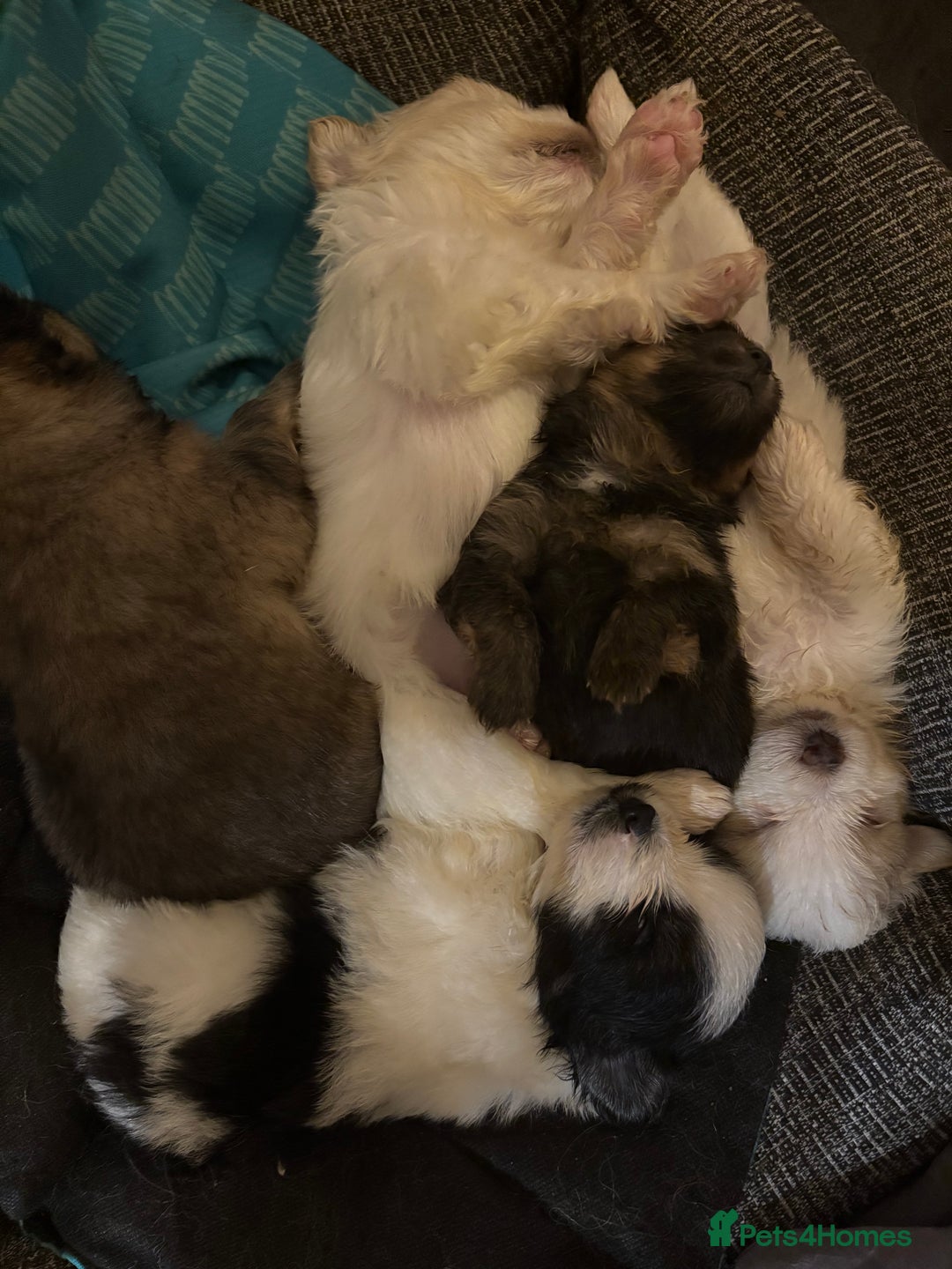 Mixed Breed dogs for sale: Mixed breed puppies - Advert 5