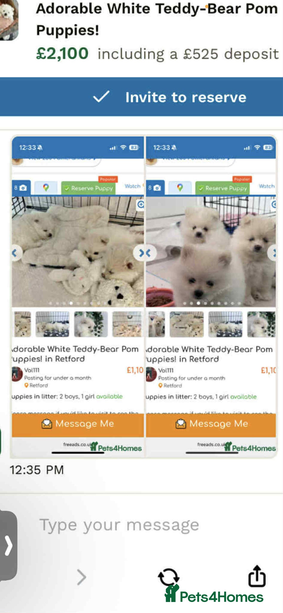 Pomeranian dogs for sale: Adorable White Teddy-Bear Pom Puppies! - Image 36