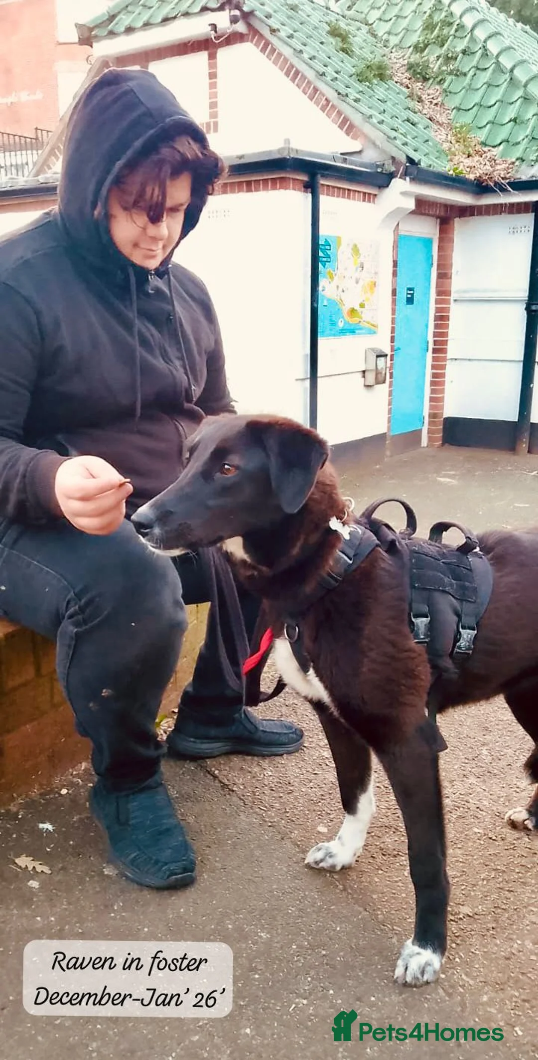 Mixed Breed dogs for adoption: Raven, 1.5 yrs approx. Is ADOPTED - Advert 14