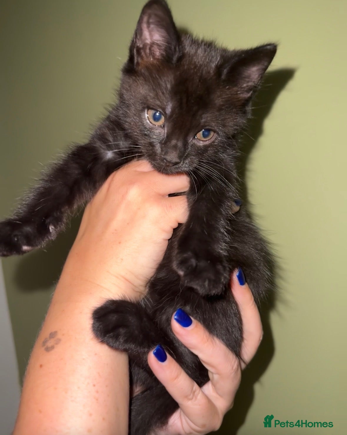 Maine Coon cats Maine Coon Cross Kittens – Ready 13th July - Advert 2
