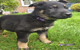 German Shepherd dogs for sale: Beautiful German shepherd puppies  - Image 3