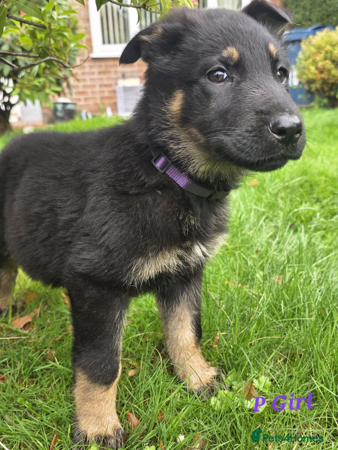 German Shepherd dogs for sale: Beautiful German shepherd puppies  - Image 3