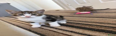 Mixed Breed Kitten 1