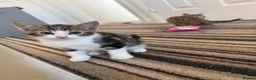 Mixed Breed cats for sale: Kittens for sale  in Ilkeston - Advert 6