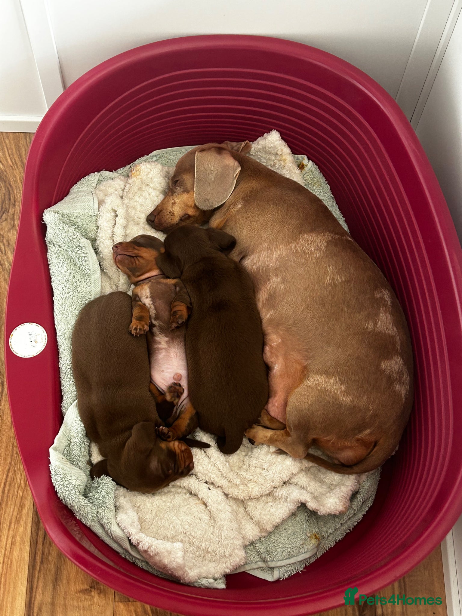 Miniature Dachshund dogs for sale: 3 miniature dashund boys kc reg - Advert 3
