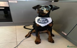 Dobermann dogs for sale: Pregnancy Confirmed - European Doberman Puppies - Image 16