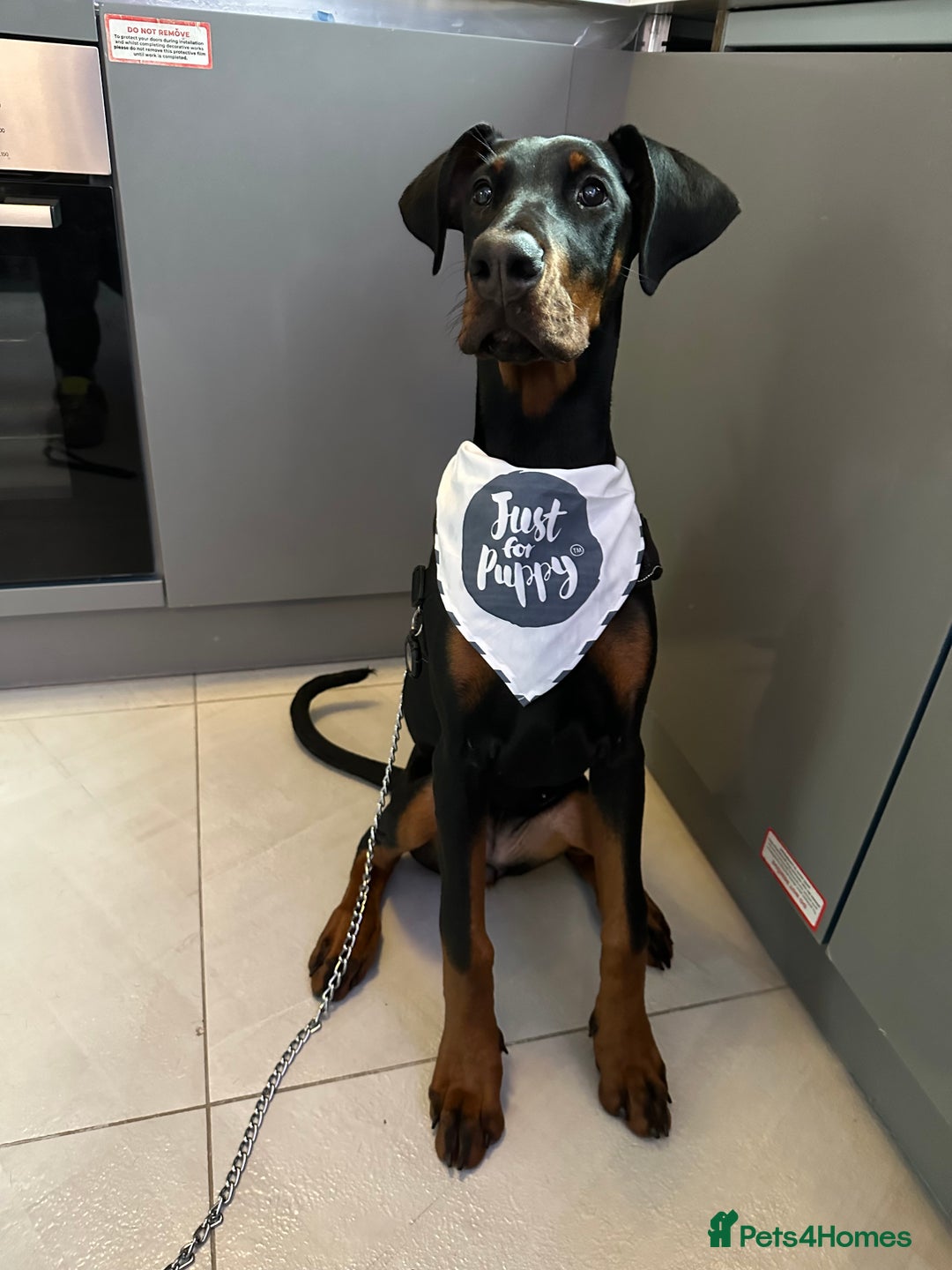 Dobermann dogs for sale: Pregnancy Confirmed - European Doberman Puppies - Image 16