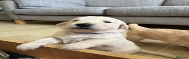 Golden Retriever 3