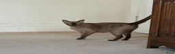 Burmese cats for sale: Beautiful Chocolate Burmese Female. GCCF Reg - Advert 3