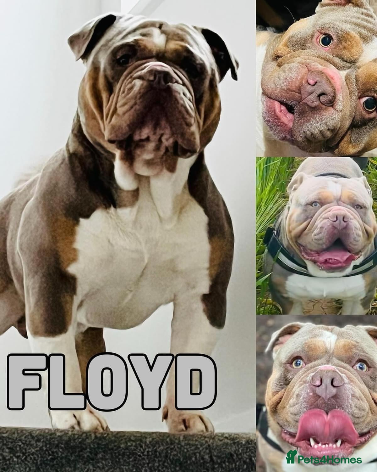 Olde English Bulldogge dogs PROVEN STUD - Floyd, Olde English Bulldogge - Advert 2