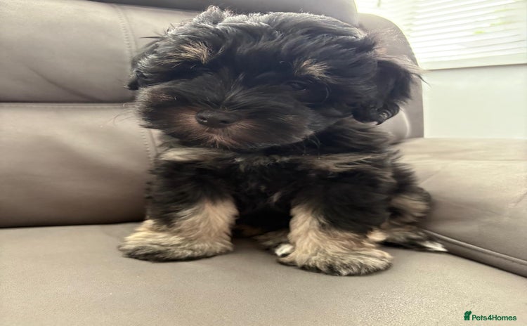 Miniature Schnauzer dogs - Advert 8