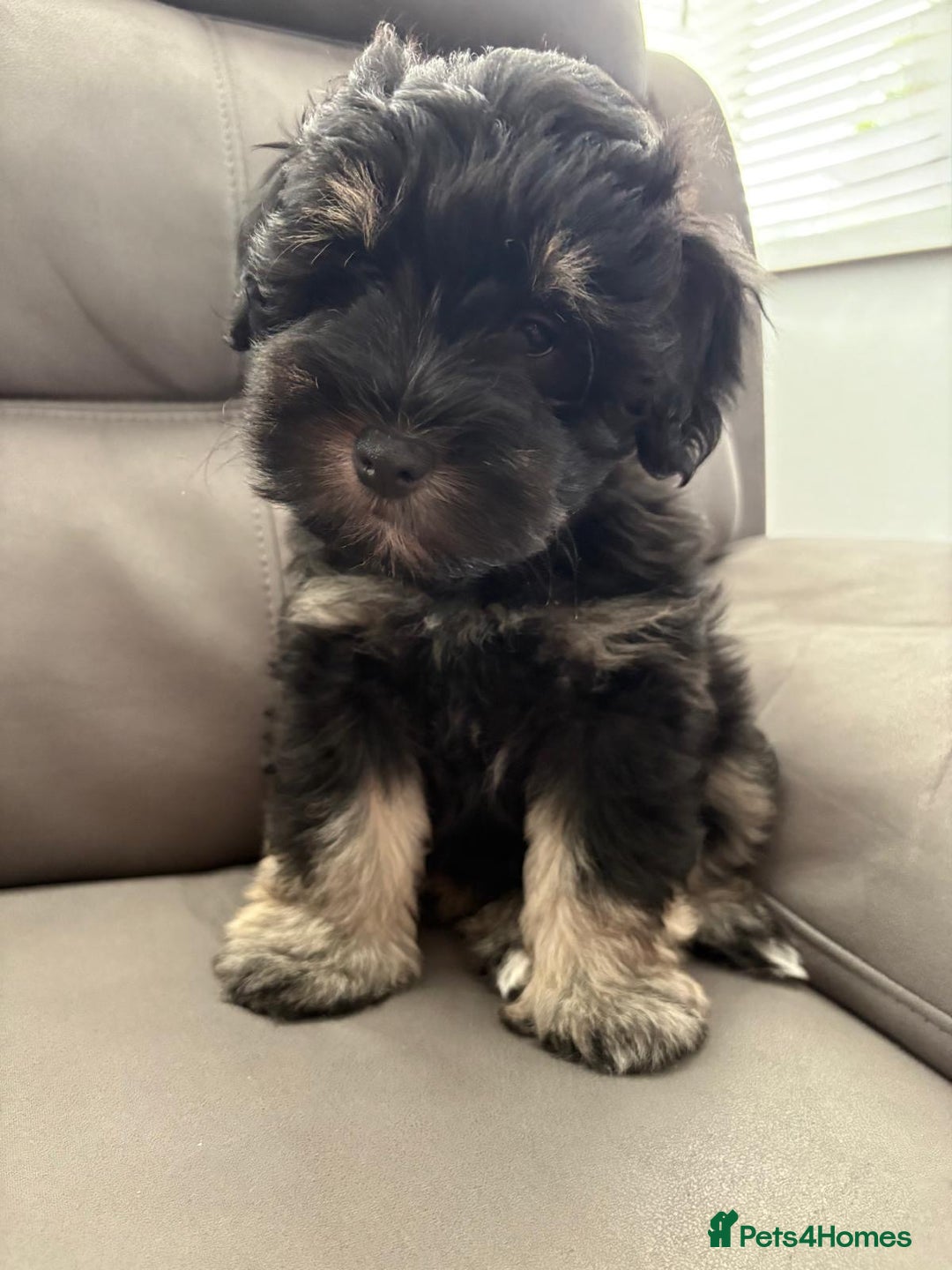 Miniature Schnauzer dogs for sale: LAST BOY READY TO LEAVE - Image 1