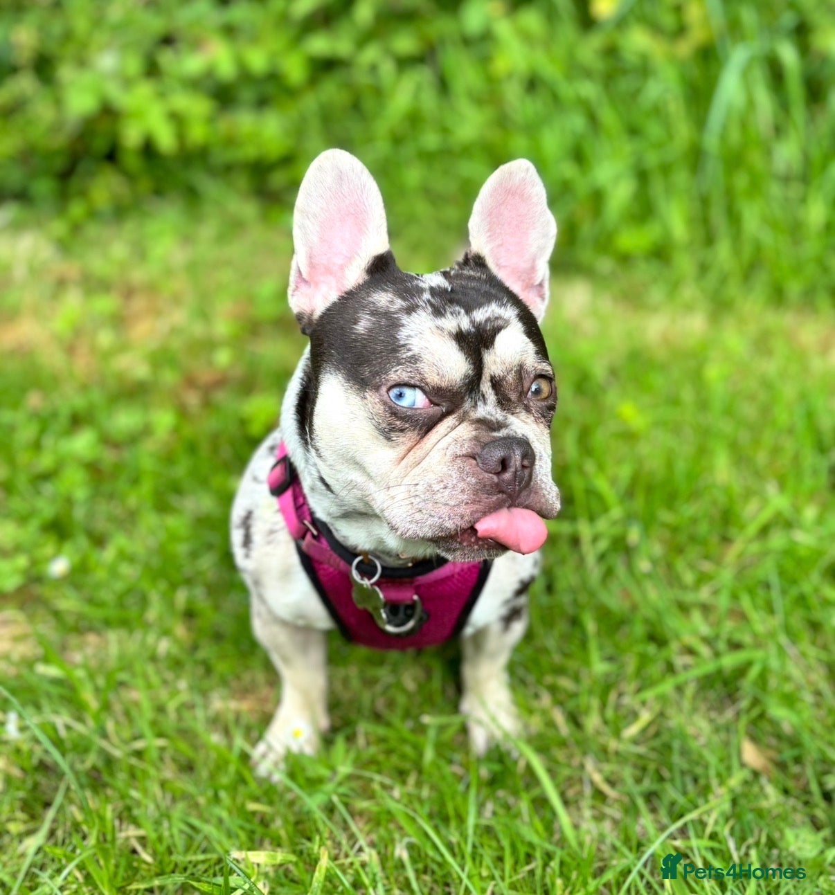 French Bulldog dogs Stud Wanted for Black & Tan Merle - No Merles in Birmingham - Advert 1