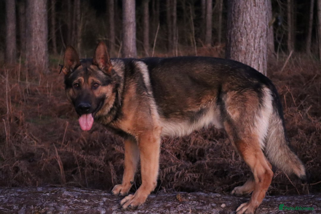 German Shepherd dogs for sale: Chewbacca the handsome gsd  - Advert 8