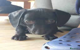 Miniature Dachshund dogs for sale: ..Miniature dachshunds 1 Girl 1BOY READY TO LEAVE  in Ellesmere Port - Image 11