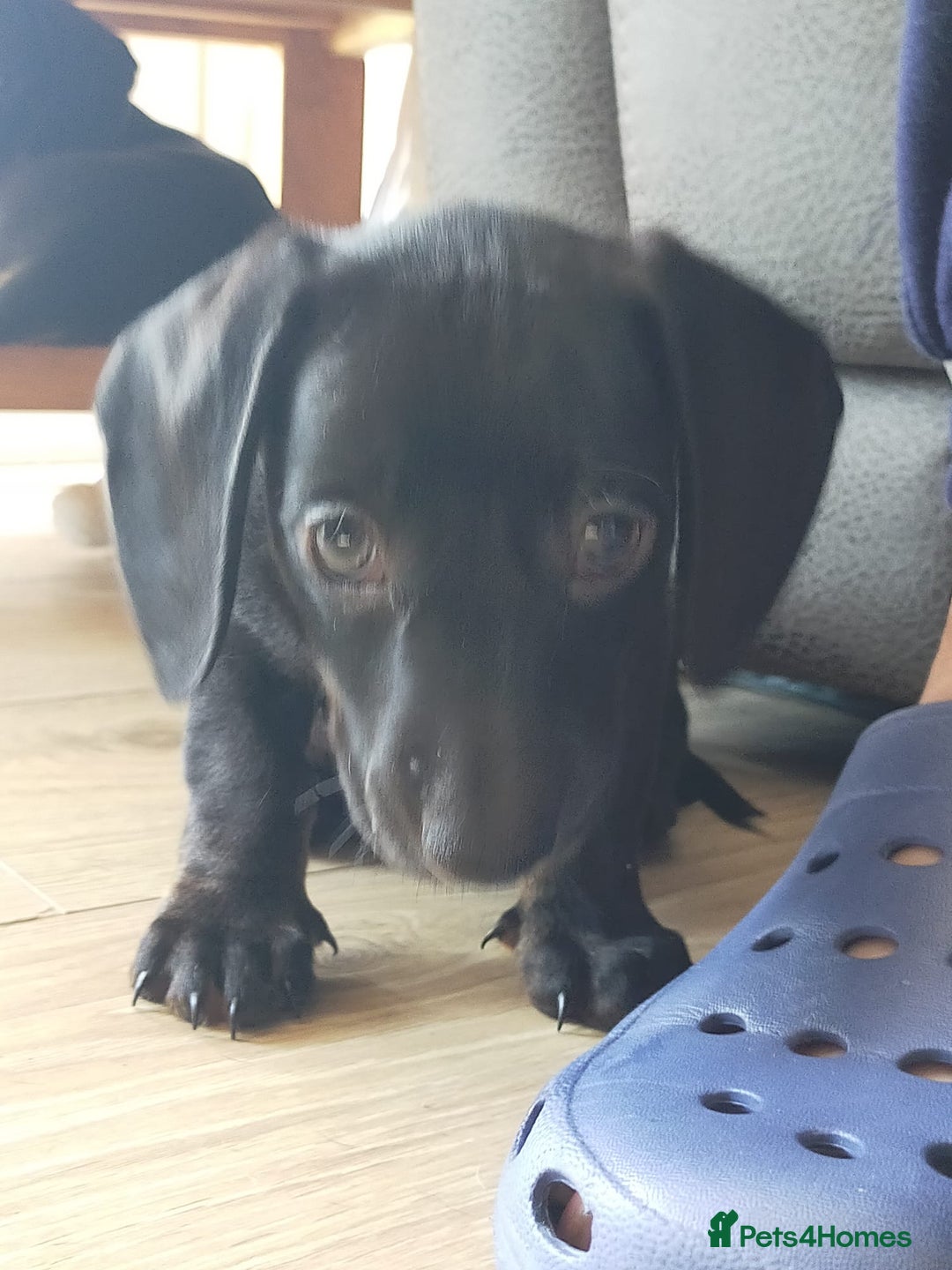 Miniature Dachshund dogs for sale: ..Miniature dachshunds 1 Girl 1BOY READY TO LEAVE  in Ellesmere Port - Image 11