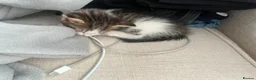 Mixed Breed cats for sale: 6 gorgeous kittens for sale - Advert 10