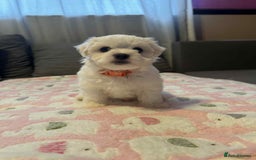 Maltese dogs for sale: Maltese puppies - Image 12