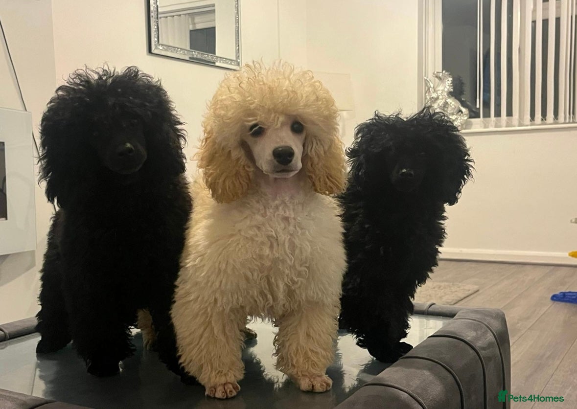 Toy Poodle dogs 3 stunning toy poodles  - Advert 2