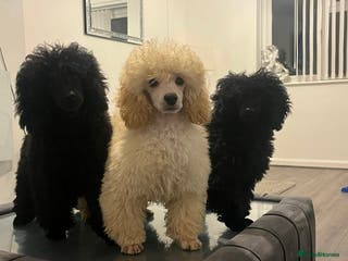 Toy Poodle dogs 3 stunning toy poodles - Advert 1
