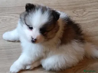 Pomeranian dogs Pomeranian puppies - Advert 6